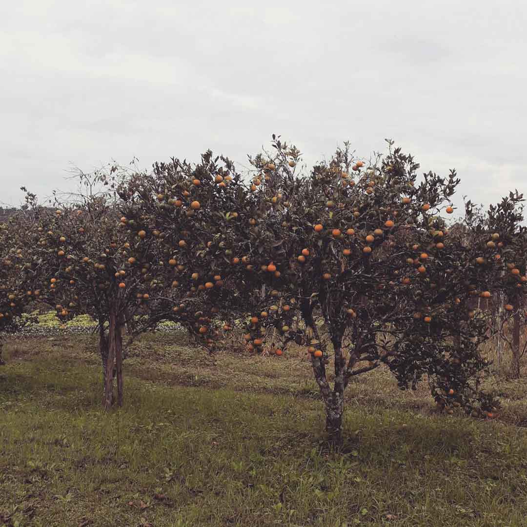 Citrus orchard in Kings County qualifying for Healthy Soils Program grants