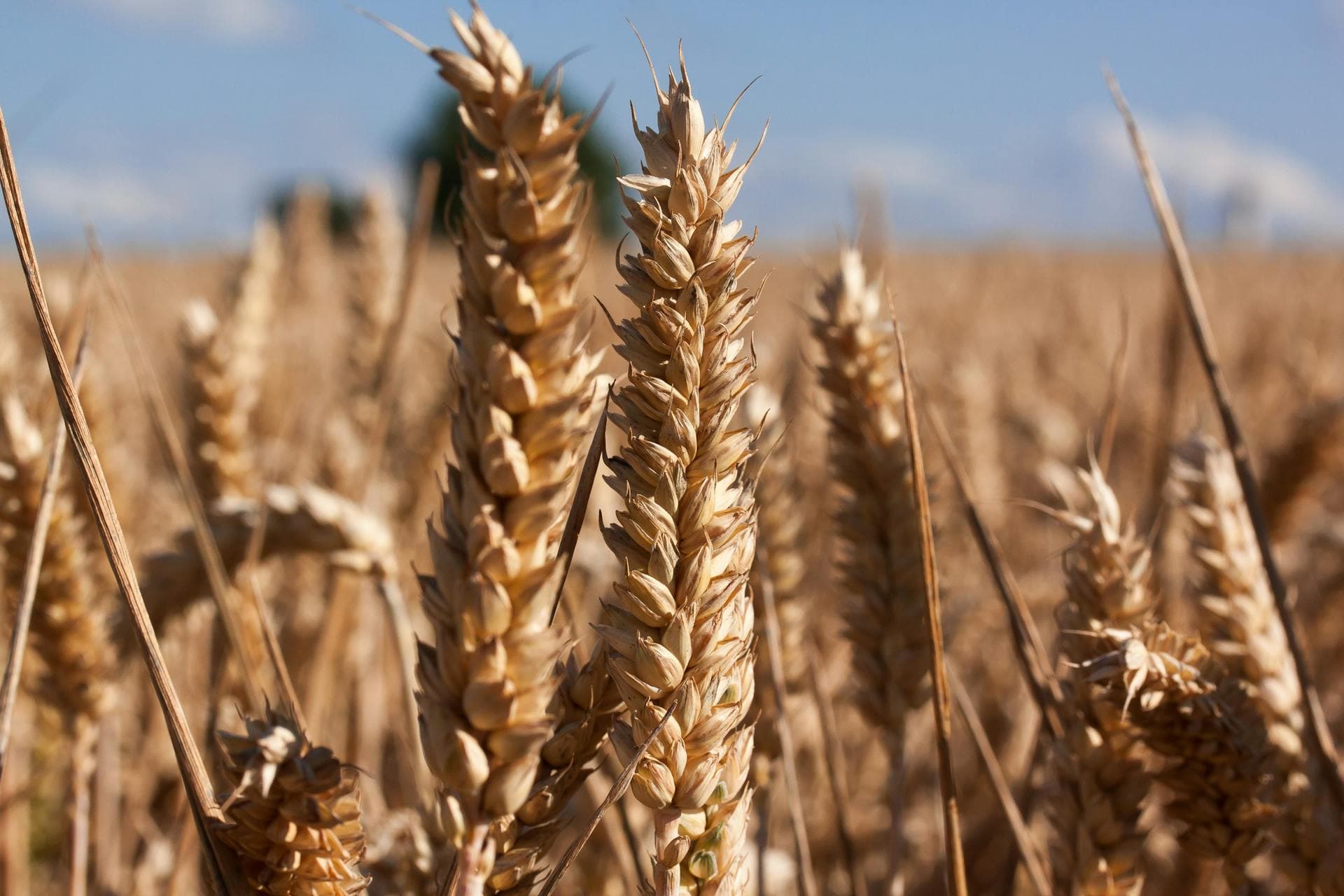 Golden wheat field in California - EKRCD conservation district board meeting agendas and public records