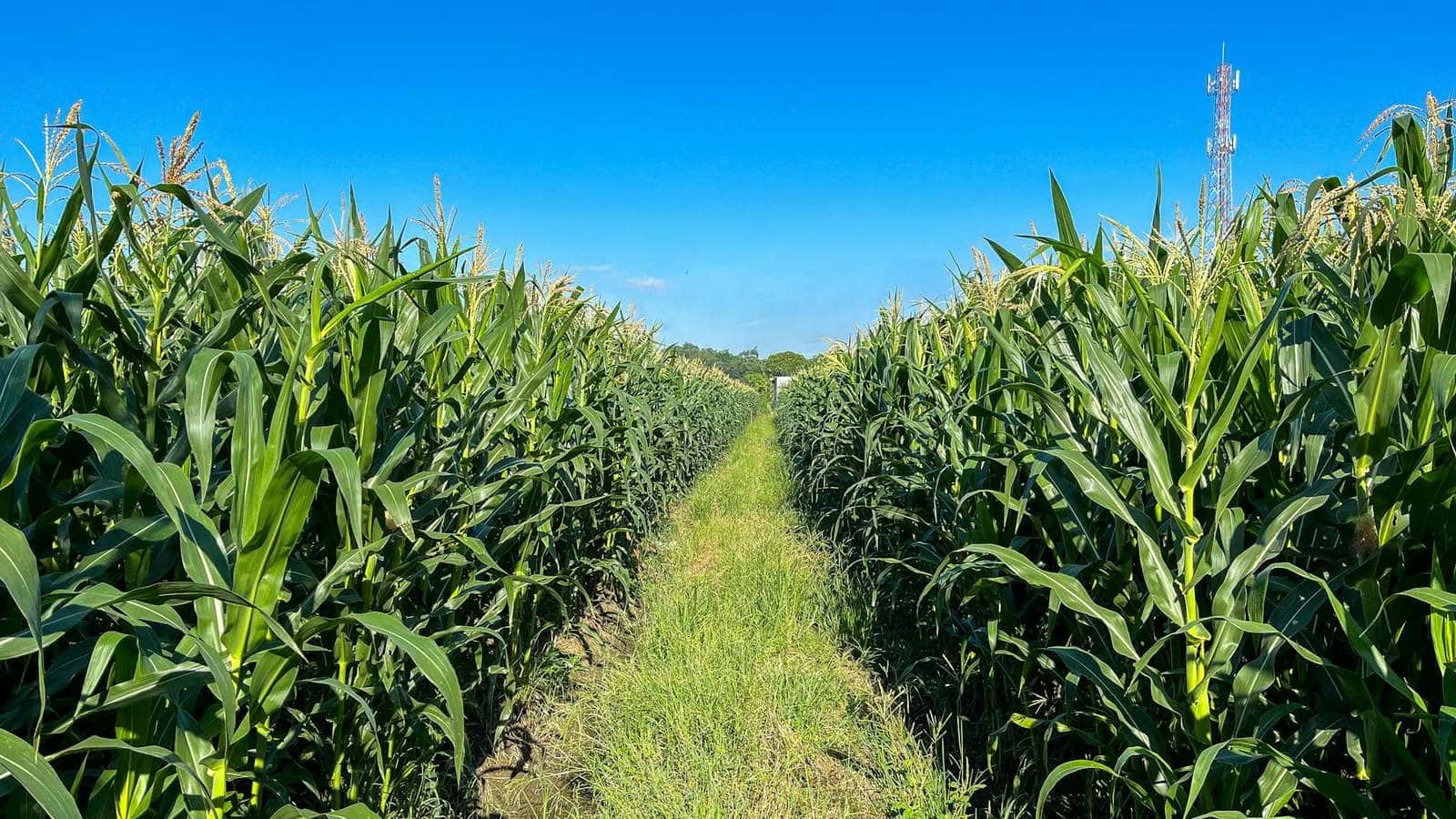 California farm field representing the CDFA Healthy Soils Program - grants for compost, cover crops, and soil health practices