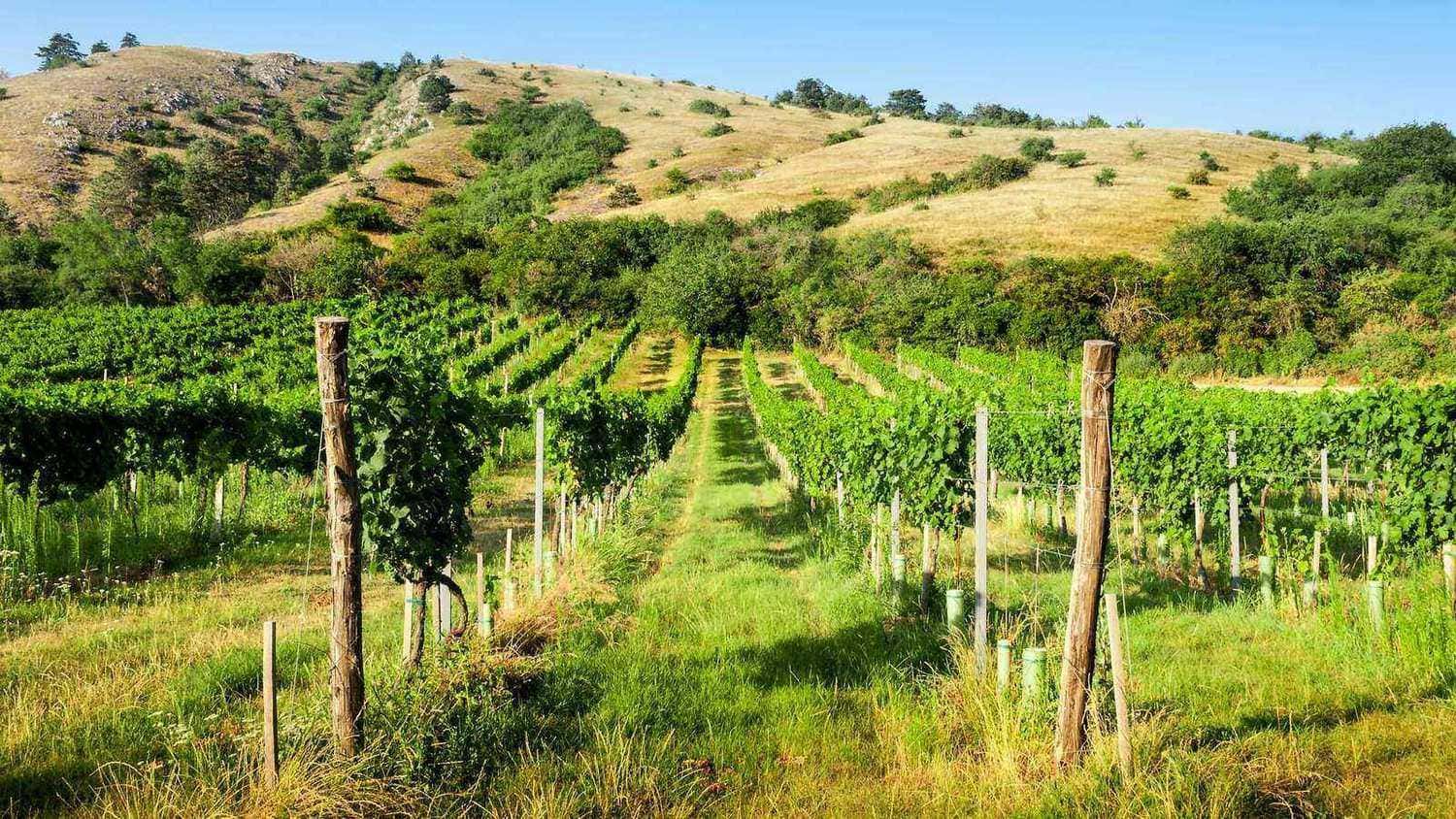 Vineyard hillside in Central California - EKRCD conservation resource partners serving Fresno, Kings, and Tulare Counties