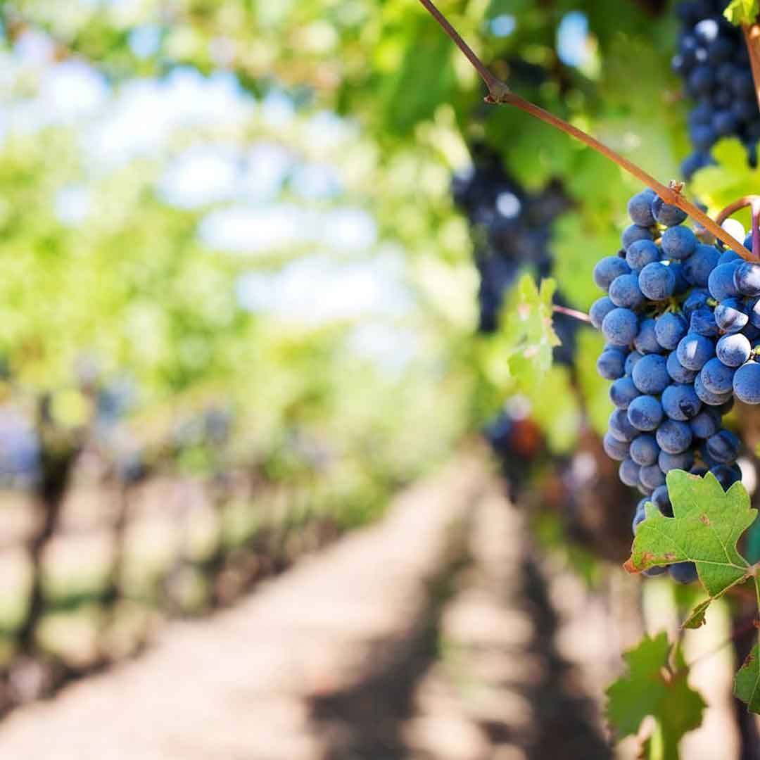 Vineyard cover crop rows - eligible practice under CDFA Healthy Soils Program
