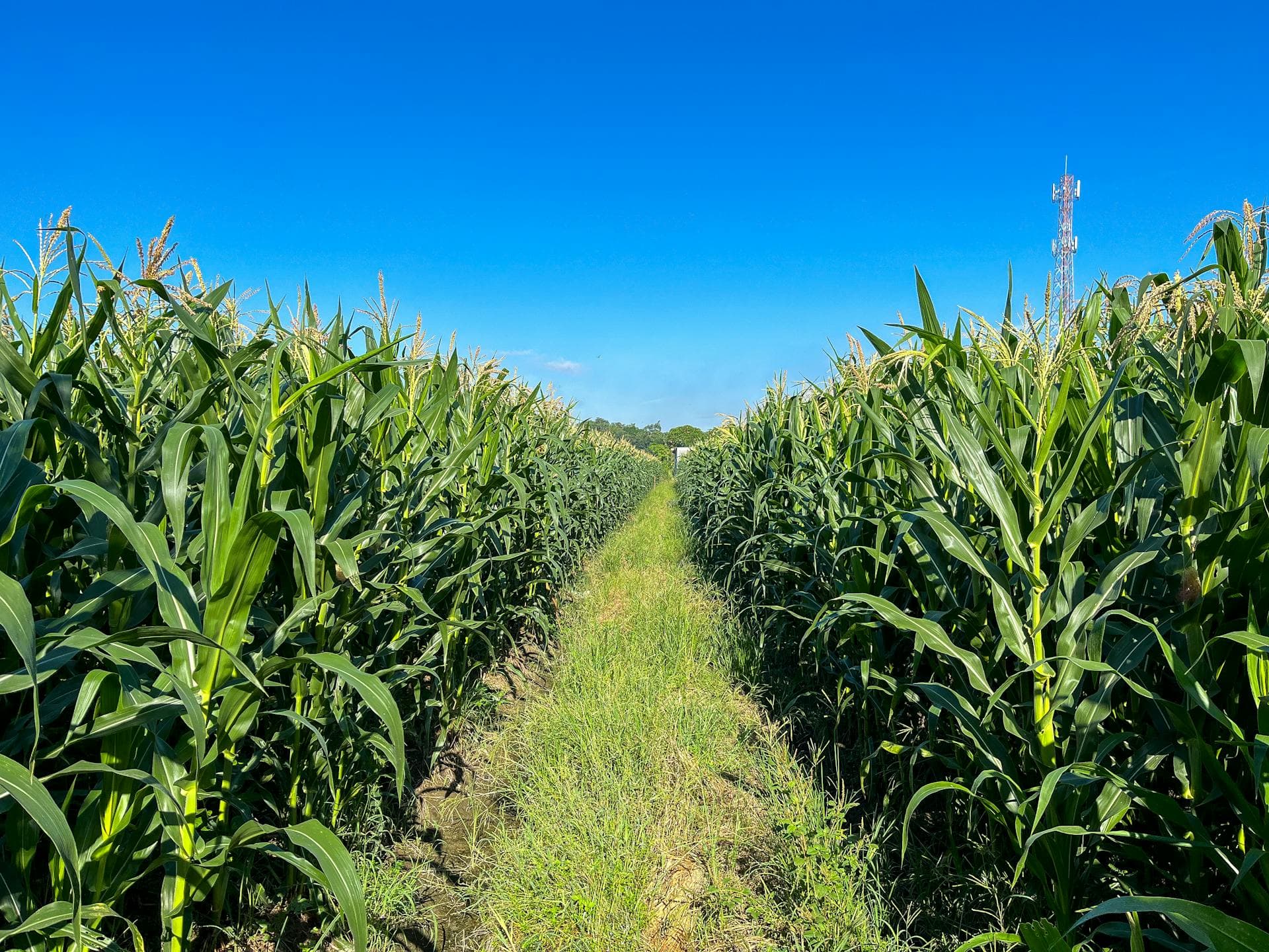 California farm field representing the CDFA Healthy Soils Program - grants for compost, cover crops, and soil health practices