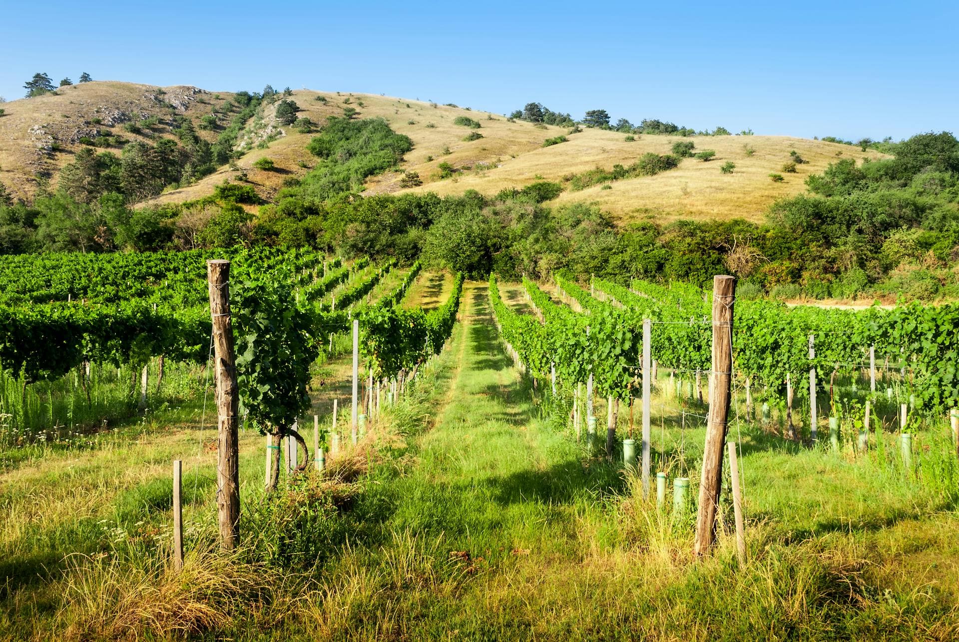 Vineyard hillside in Central California - EKRCD conservation resource partners serving Fresno, Kings, and Tulare Counties